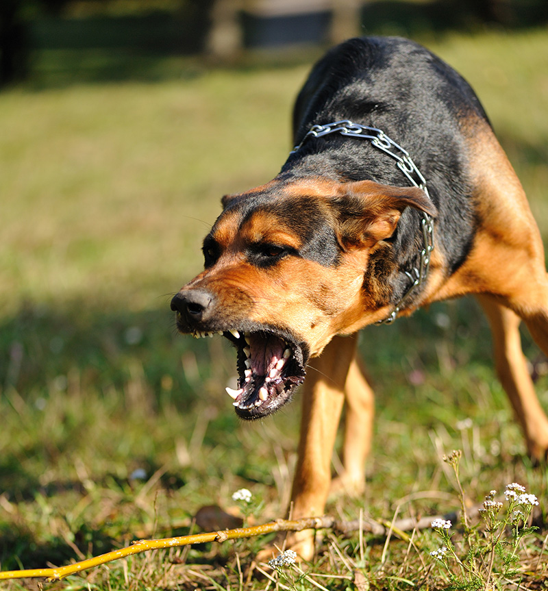 Las Vegas Dog Bite Lawyer