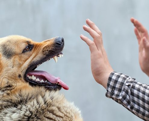 Dog Attacks